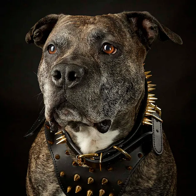 ad-Photographie Kaltenkirchen Titel 07 Cats & Dogs